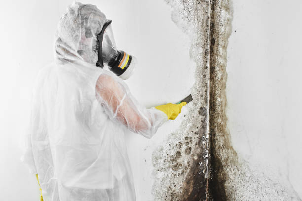 Best Mold Damage Restoration  in Lake Crystal, MN