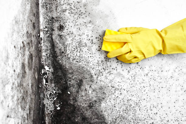 Best Basement Mold Removal  in Lake Crystal, MN